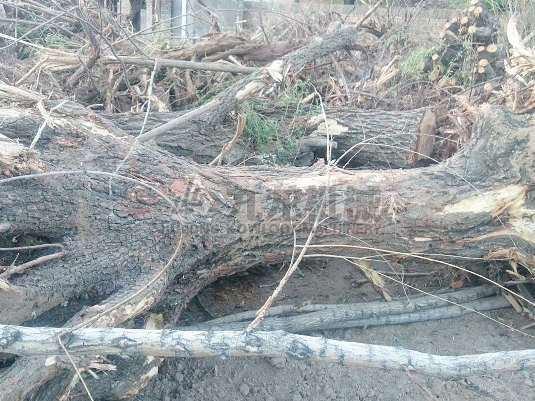 樹根破（pò）碎機